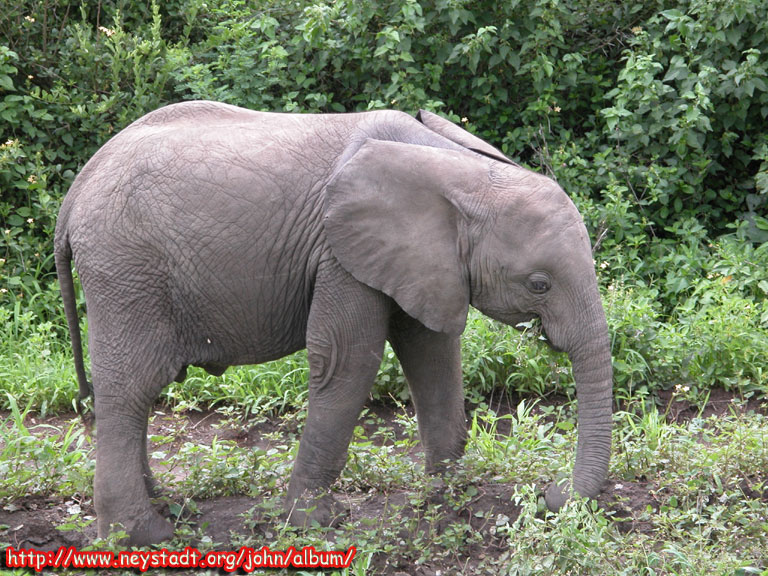 DSCN1243-Elephant-Eating.jpg