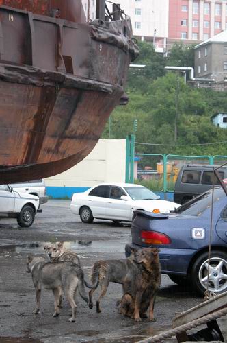 Dogs in the Port