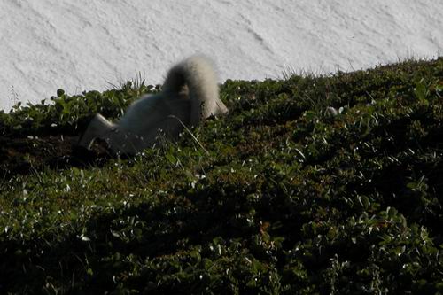 Nalych digging Torbagan's hole