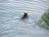 Fishing Bear